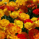 Plants-Doubles for Cottages: Flower Perennials