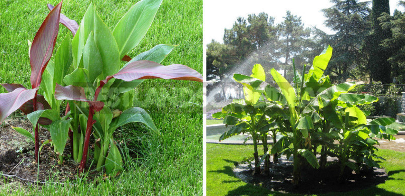 Plants-Doubles for Cottages: Flower Perennials