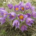 Pulsatilla: species and their distribution