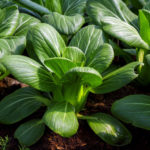 Cabbage Pak Choi: Cultivation, Varieties (Part 2)