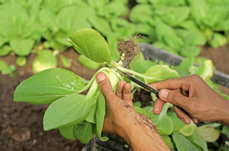 Cabbage Pak Choi: Cultivation, Varieties (Part 2) - Best Landscape Ideas