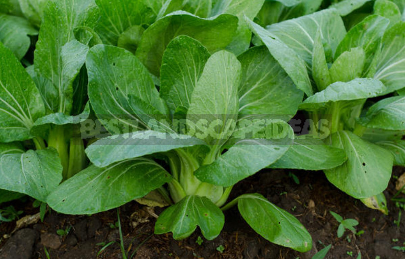 Cabbage Pak Choi: Cultivation, Varieties (Part 2)