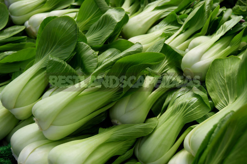 Cabbage Pak Choi: Cultivation, Varieties (Part 1)