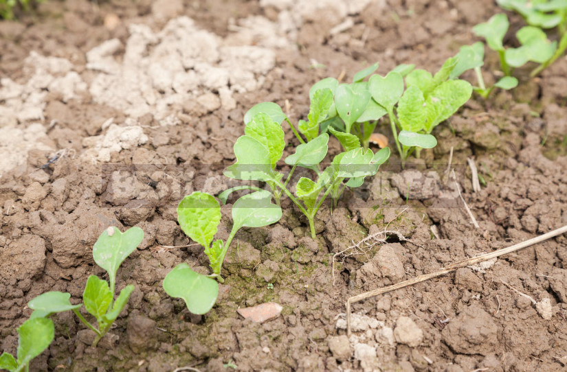 Cabbage Pak Choi: Cultivation, Varieties (Part 1)