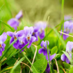 Perennial Violets — Luxury in Miniature
