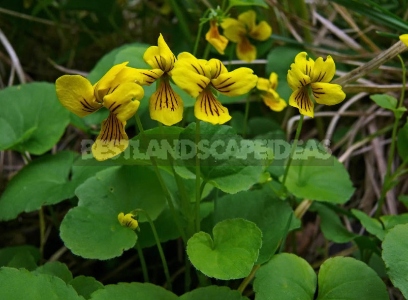 Perennial Violets — Luxury in Miniature