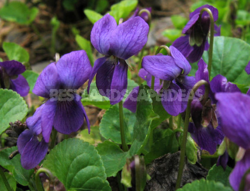 Perennial Violets — Luxury in Miniature