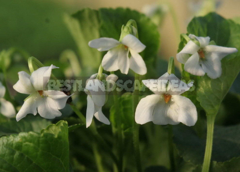 Perennial Violets — Luxury in Miniature