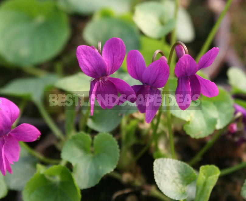 Perennial Violets — Luxury in Miniature