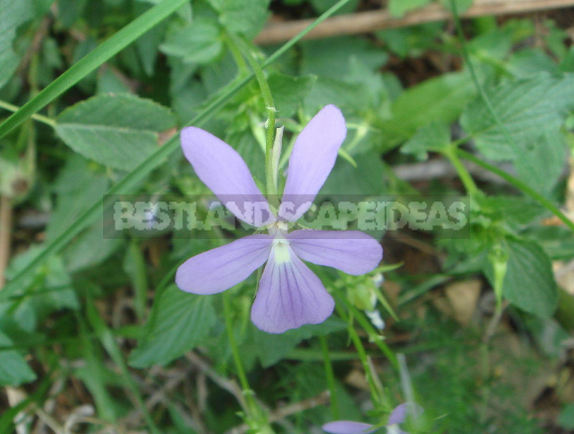 Perennial Violets — Luxury in Miniature