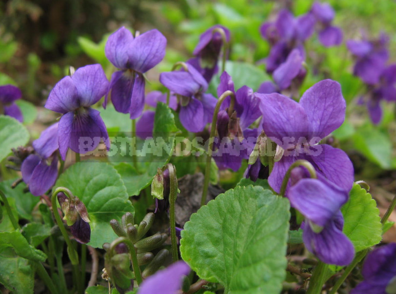 Perennial Violets — Luxury in Miniature