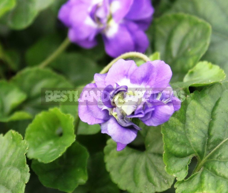 Perennial Violets — Luxury in Miniature