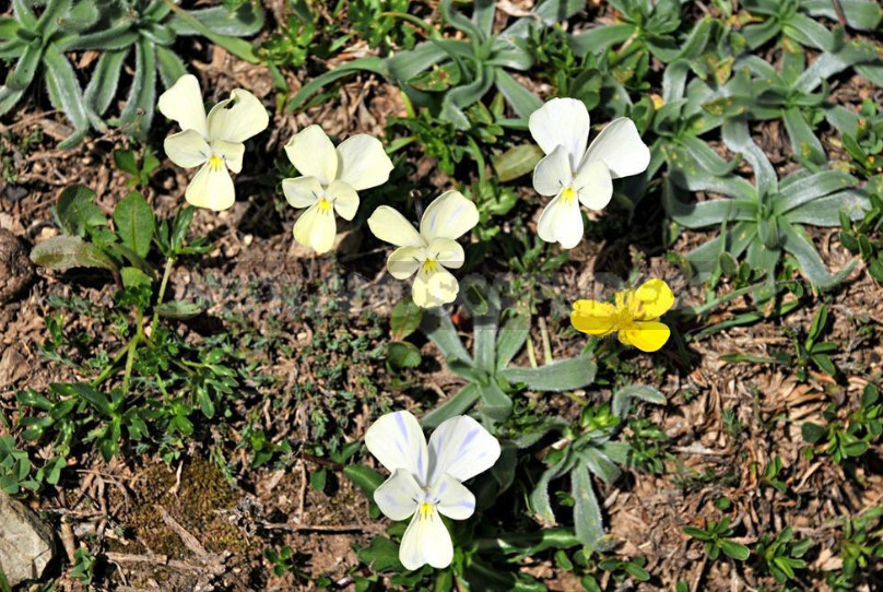 Perennial Violets — Luxury in Miniature