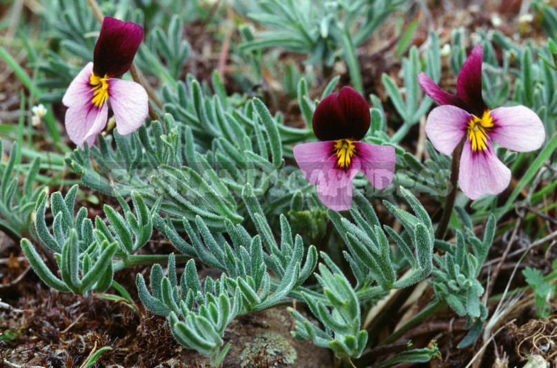 Perennial Violets — Luxury in Miniature