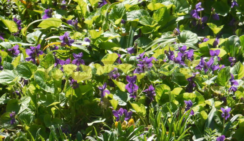 Perennial Violets — Luxury in Miniature