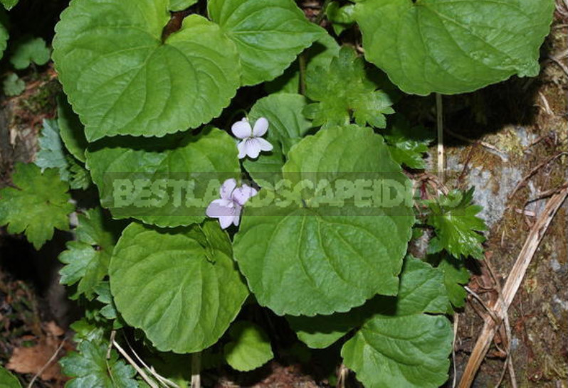 Perennial Violets — Luxury in Miniature