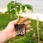 Planting Tomato Seedlings