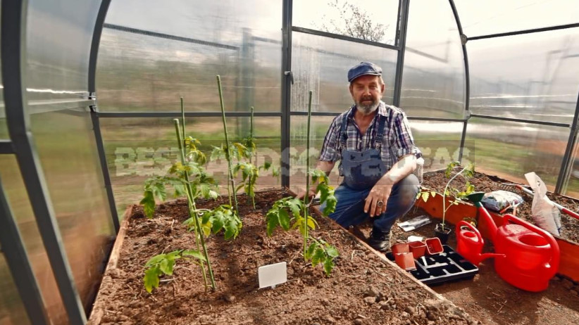 Planting Tomato Seedlings