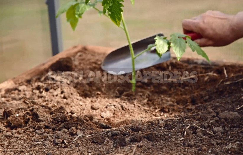 Planting Tomato Seedlings