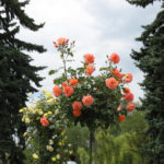 Roses on the Trunk: How to Choose Where to Plant, How to Care