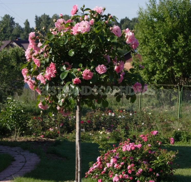 Roses on the Trunk: How to Choose Where to Plant, How to Care