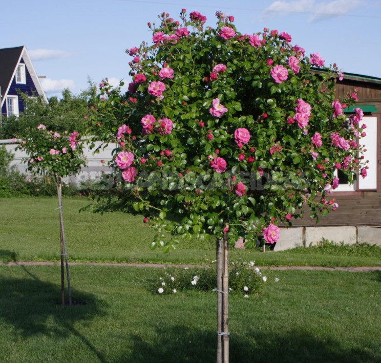 Roses on the Trunk: How to Choose Where to Plant, How to Care