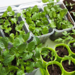 Seedlings in February: What Time to Sow?