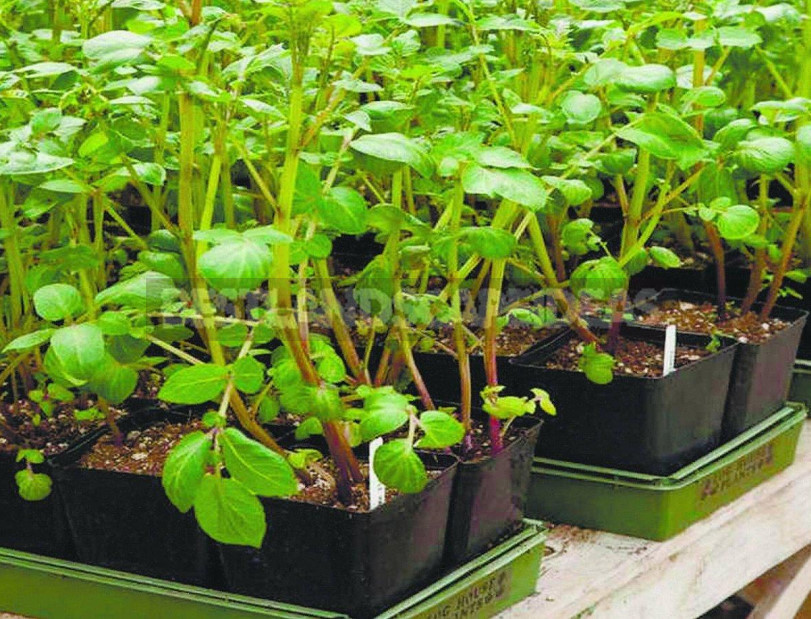 Seedlings in February: What Time to Sow?