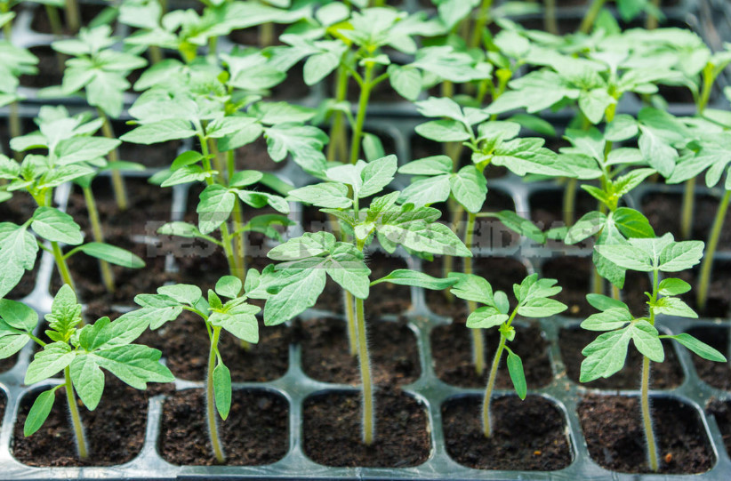 Seedlings in February: What Time to Sow?