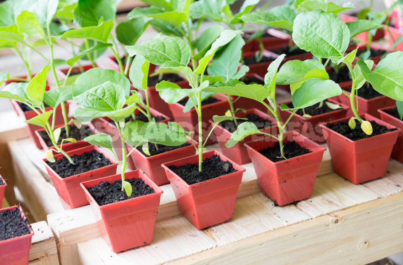 Seedlings in February: What Time to Sow?