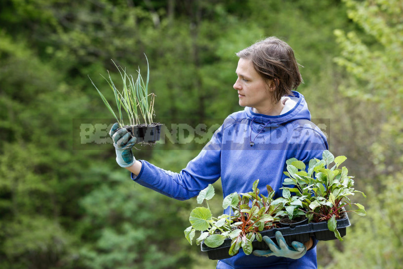 Seedlings in February: What Time to Sow?