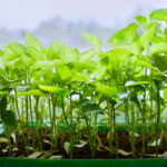 Seedlings Stretched. What to Do? (Part 1)