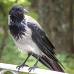 How to Protect the Garden From Crows