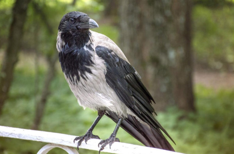 How to Protect the Garden From Crows Best Landscape Ideas