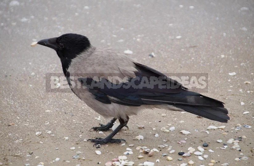 How to Protect the Garden From Crows