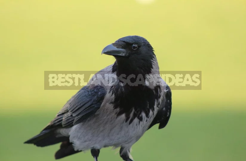 How to Protect the Garden From Crows