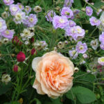 Roses in the Garden: Classical and Modern Compositions