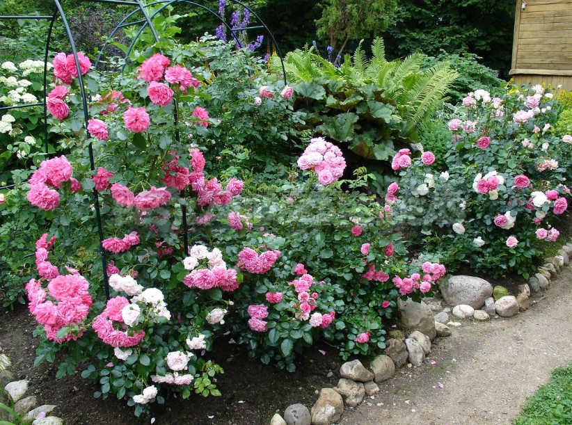 Roses in the Garden: Classical and Modern Compositions