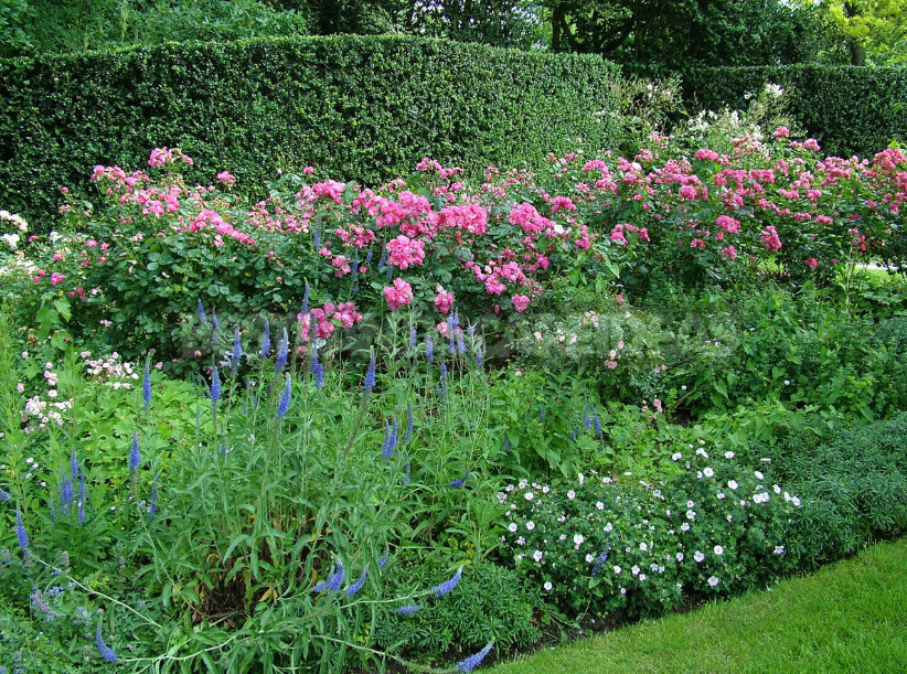 Roses in the Garden: Classical and Modern Compositions
