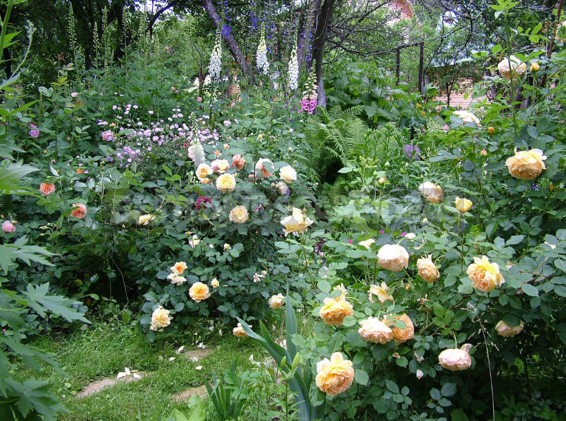 Roses in the Garden: Classical and Modern Compositions