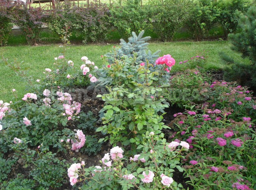 Roses in the Garden: Classical and Modern Compositions