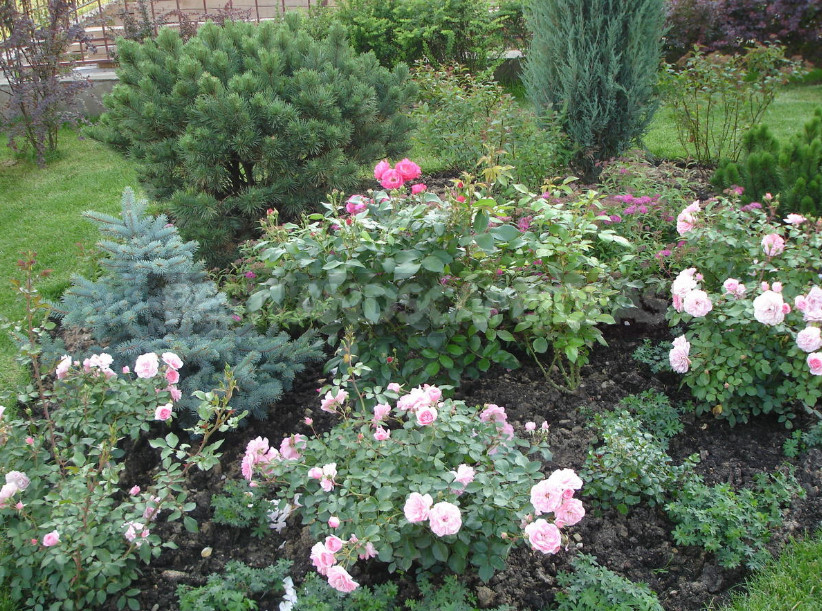 Roses in the Garden: Classical and Modern Compositions