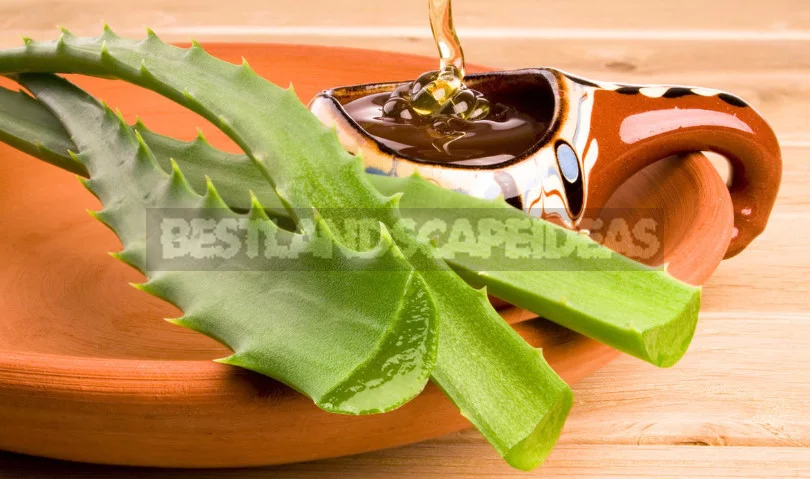 The Simplest Recipes to Strengthen the Immune System(Part 2)