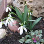 Primroses: Photos, Descriptions