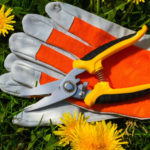 How to Choose the Right Pruner for the Gardener-Novice