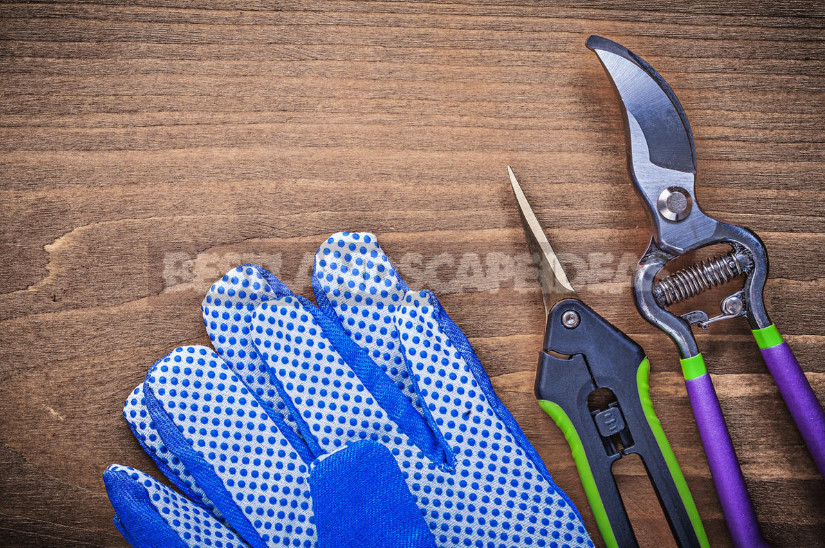 How to Choose the Right Pruner for the Gardener-Novice