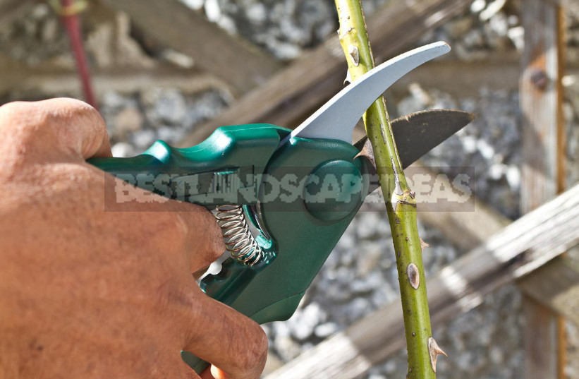 How to Choose the Right Pruner for the Gardener-Novice