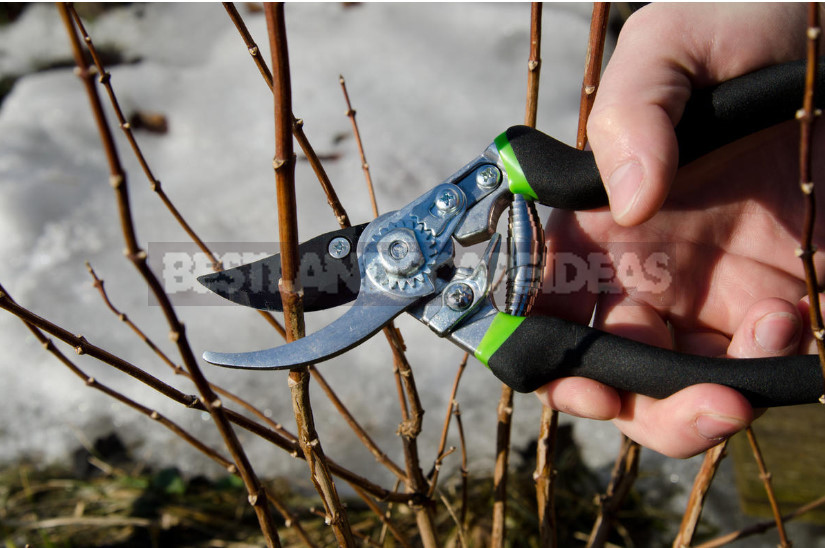 How to Choose the Right Pruner for the Gardener-Novice