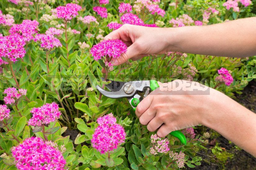 How to Choose the Right Pruner for the Gardener-Novice