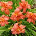 Why Your Garden Needs Daylilies: Six Main Arguments